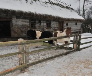 Szopka bożonarodzeniowa