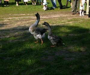 Wykopki w skansenie 2009