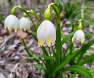 Codziennik Muzealny - Wiosna już zawitała Codziennik Muzealny - Wiosna już zawitała