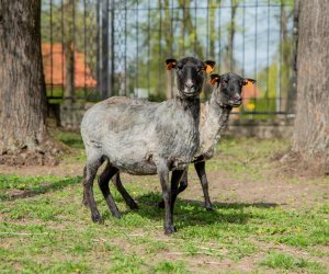 NIECOdziennik muzealny – Strzyżenie owiec NIECOdziennik muzealny – Strzyżenie owiec