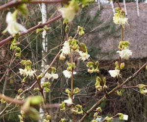 Codziennik Muzealny - Wiosna już zawitała Codziennik Muzealny - Wiosna już zawitała