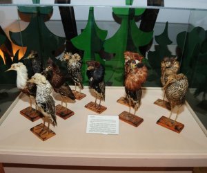 Wystawa czasowa „Ptaki wodno-błotne” Wystawa czasowa „Ptaki wodno-błotne”