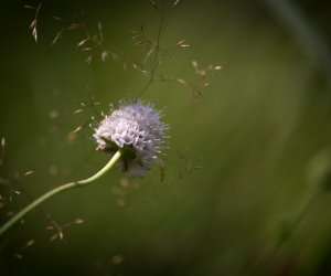 Czarcikęsik Kluka już kwitnie !
