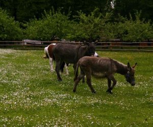 Początek wiosny w Muzeum Rolnictwa im. ks. K. Kluka w Ciechanowcu to czas dla zwierząt. Początek wiosny w Muzeum Rolnictwa im. ks. K. Kluka w Ciechanowcu to czas dla zwierząt.