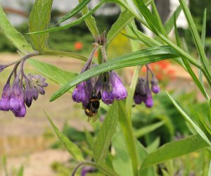 Niecodziennik Muzealny - Roślinna sztuka manipulacji, czyli kilka słów o zapylaniu Niecodziennik Muzealny - Roślinna sztuka manipulacji, czyli kilka słów o zapylaniu