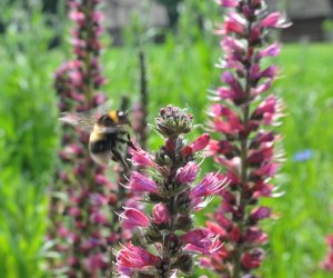 Niecodziennik Muzealny - Roślinna sztuka manipulacji, czyli kilka słów o zapylaniu Niecodziennik Muzealny - Roślinna sztuka manipulacji, czyli kilka słów o zapylaniu