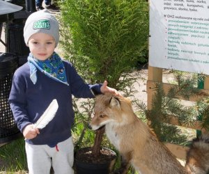 Jarmark św. Wojciecha 2018 - fotorelacja Jarmark św. Wojciecha 2018 - fotorelacja