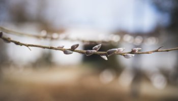 Nie ja biję, palma bije