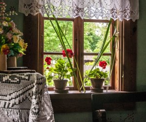 Zielone Świątki Zielone Świątki