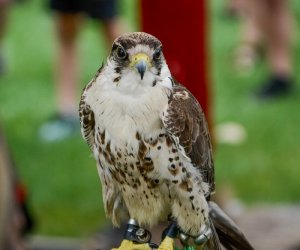 13. Zajazd Wysokomazowiecki - 23 lipca 2023 r. - podsumowanie i fotorelacja