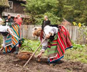 Wykopki w Skansenie 2013