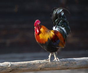 Majówka w Muzeum Majówka w Muzeum