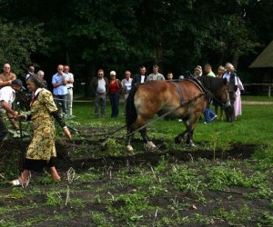 Wykopki w skansenie 2009