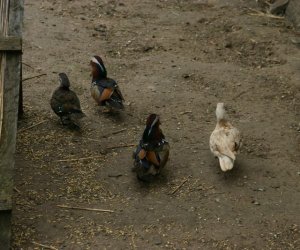 Początek wiosny w Muzeum Rolnictwa im. ks. K. Kluka w Ciechanowcu to czas dla zwierząt. Początek wiosny w Muzeum Rolnictwa im. ks. K. Kluka w Ciechanowcu to czas dla zwierząt.