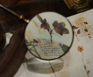 DZIAŁ TRADYCJI ZIELARSKICH DZIAŁ TRADYCJI ZIELARSKICH