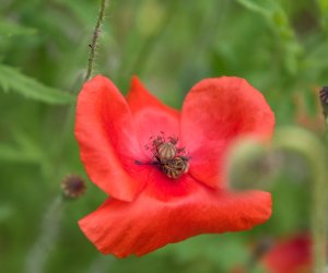 Niecodziennik Muzealny - Roślinna sztuka manipulacji, czyli kilka słów o zapylaniu Niecodziennik Muzealny - Roślinna sztuka manipulacji, czyli kilka słów o zapylaniu