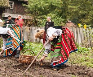 Wykopki w Skansenie 2013 Wykopki w Skansenie 2013