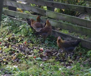 Nowe nabytki do hodowli pokazowej drobiu Nowe nabytki do hodowli pokazowej drobiu