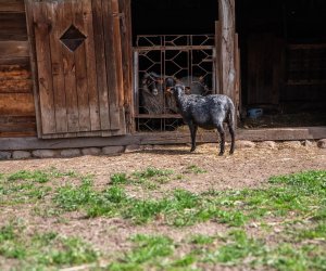 NIECOdziennik muzealny – Strzyżenie owiec NIECOdziennik muzealny – Strzyżenie owiec