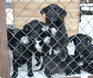 Muzeum odda w dobre ręce 8 pięknych 2 miesięcznych szczeniąt.
