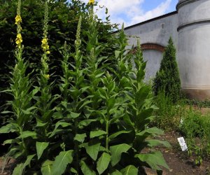 Niecodziennik Muzealny - Gdzie rośnie dziewanna ... Niecodziennik Muzealny - Gdzie rośnie dziewanna ...