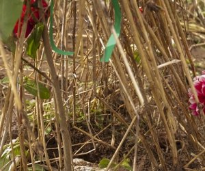 XVI Podlaskie Święto Chleba