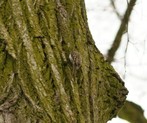 Zimowe Ptakoliczenie 2017