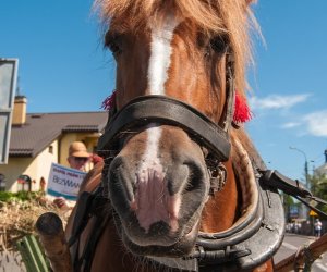 XV Podlaskie Święta Chleba w Muzeum Rolnictwa im. ks. Krzysztofa Kluka w Ciechanowcu XV Podlaskie Święta Chleba w Muzeum Rolnictwa im. ks. Krzysztofa Kluka w Ciechanowcu