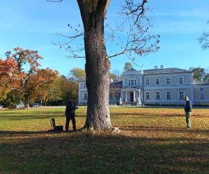 Zakończenie zadania - Konserwacja i pielęgnacja drzew Zakończenie zadania - Konserwacja i pielęgnacja drzew
