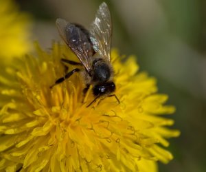 Codziennik Muzealny - Mniszek lekarski – kwiatek, który kocha słońce Codziennik Muzealny - Mniszek lekarski – kwiatek, który kocha słońce