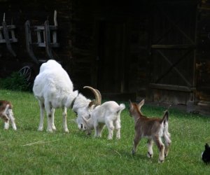 Początek wiosny w Muzeum Rolnictwa im. ks. K. Kluka w Ciechanowcu to czas dla zwierząt. Początek wiosny w Muzeum Rolnictwa im. ks. K. Kluka w Ciechanowcu to czas dla zwierząt.