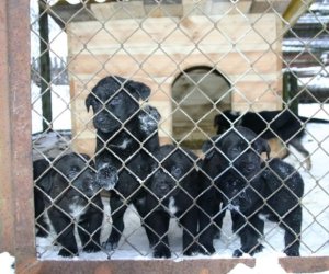 Muzeum odda w dobre ręce 8 pięknych 2 miesięcznych szczeniąt.