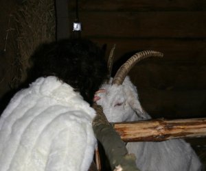 Szopka Bożonarodzeniowa