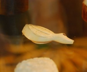 Pamiątki kolonialne - sztuka "czarnego lądu" - otwarcie wystawy