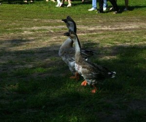 Wykopki w skansenie 2009