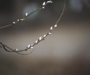 Nie ja biję, palma bije