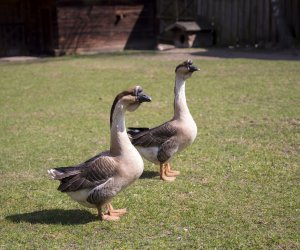 „Na świętego Wojciecha pierwsza wiosny pociecha” „Na świętego Wojciecha pierwsza wiosny pociecha”