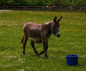 Początek wiosny w Muzeum Rolnictwa im. ks. K. Kluka w Ciechanowcu to czas dla zwierząt. Początek wiosny w Muzeum Rolnictwa im. ks. K. Kluka w Ciechanowcu to czas dla zwierząt.