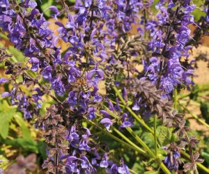 Niecodziennik Muzealny - Roślinna sztuka manipulacji, czyli kilka słów o zapylaniu Niecodziennik Muzealny - Roślinna sztuka manipulacji, czyli kilka słów o zapylaniu