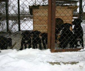 Muzeum odda w dobre ręce 8 pięknych 2 miesięcznych szczeniąt.
