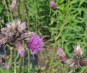 Niecodziennik Muzealny - Roślinna sztuka manipulacji, czyli kilka słów o zapylaniu Niecodziennik Muzealny - Roślinna sztuka manipulacji, czyli kilka słów o zapylaniu