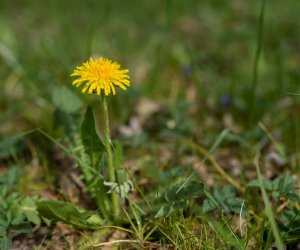 Codziennik Muzealny - Mniszek lekarski – kwiatek, który kocha słońce Codziennik Muzealny - Mniszek lekarski – kwiatek, który kocha słońce