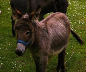 Początek wiosny w Muzeum Rolnictwa im. ks. K. Kluka w Ciechanowcu to czas dla zwierząt. Początek wiosny w Muzeum Rolnictwa im. ks. K. Kluka w Ciechanowcu to czas dla zwierząt.
