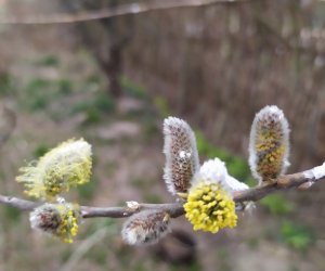 Codziennik Muzealny - Wiosna już zawitała Codziennik Muzealny - Wiosna już zawitała