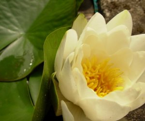 DZIAŁ TRADYCJI ZIELARSKICH DZIAŁ TRADYCJI ZIELARSKICH