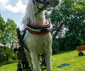 Dzień dziecka w Muzeum Rolnictwa Dzień dziecka w Muzeum Rolnictwa