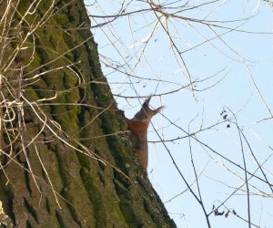 Nowe budki lęgowe w muzealnym parku Nowe budki lęgowe w muzealnym parku