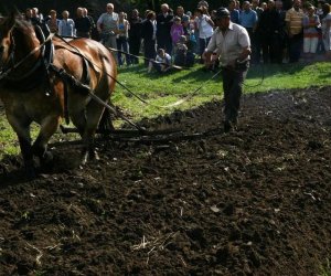 Wykopki w skansenie 2009
