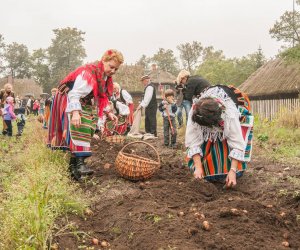 Wykopki w Skansenie 2013 Wykopki w Skansenie 2013