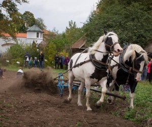 Jesień w Polu i Zagrodzie 2018 - fotorelacja